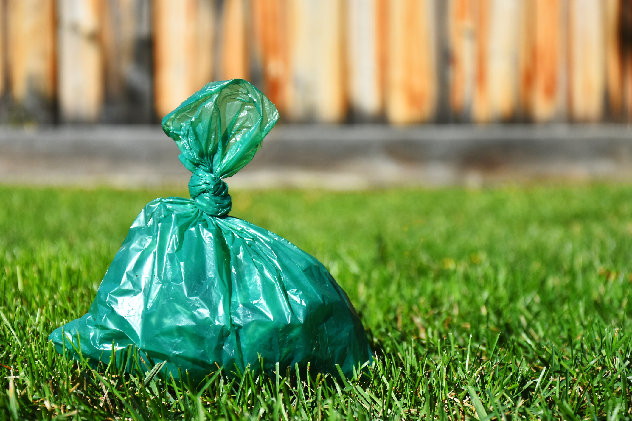 dog poop bag